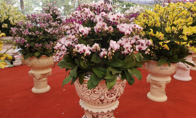 Lan hồ điệp tặng tết